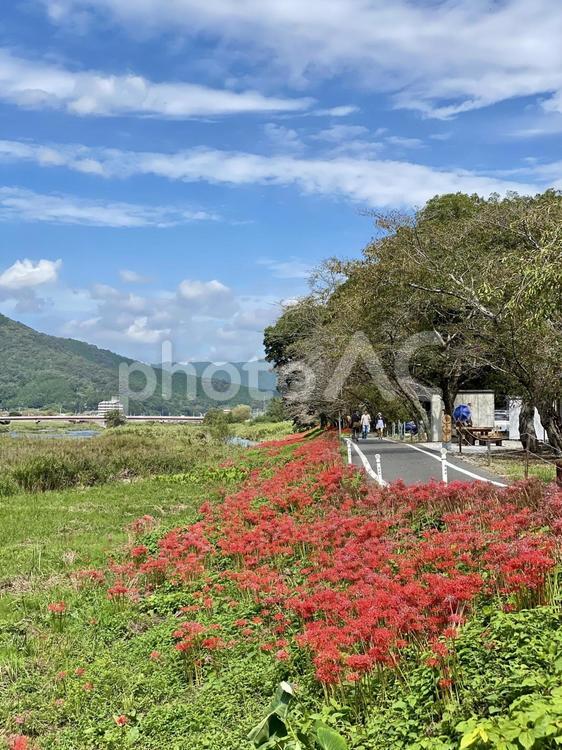 彼岸花の風景 曼殊沙華,ヒガンバナ,マンジュシャゲの写真素材