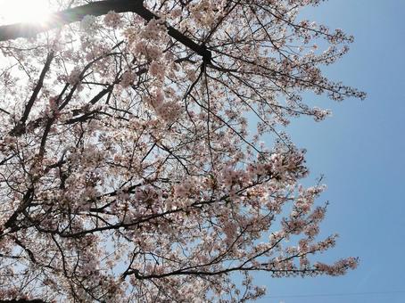 桜と光 桜と光 桜,青空,空と桜の写真素材