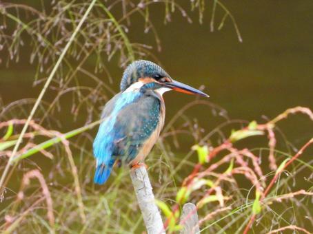 水面に立つ枯れ枝にとまるカワセミの写真
