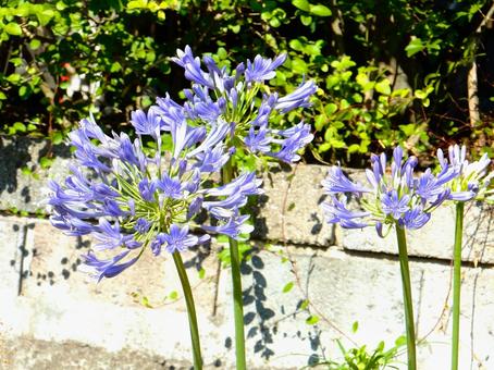 Photo, agapanthus, purple clam, blue, 
