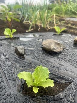 市民農園のレタスの栽培 市民農園のレタスの栽培 レタス,食べ物,食材の写真素材