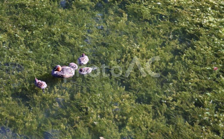 コカナダモとカイツブリの親子～井の頭池 コカナダモ,井の頭,水草の写真素材