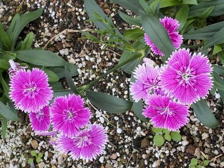 ナデシコ ナデシコ,花,きれいの写真素材