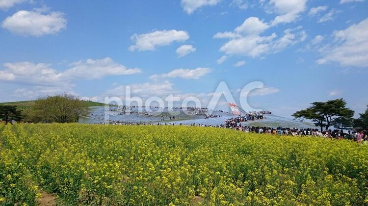 菜の花とネモフィラの丘 菜の花,ネモフィラ,国営ひたち海浜公園の写真素材