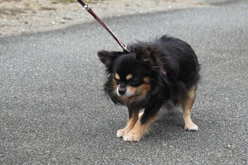 歩くのを拒否するチワワ 歩くのを拒否するチワワ 犬,チワワ,散歩の写真素材