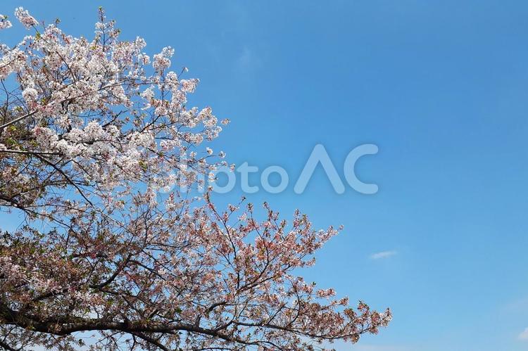 桜と青空 桜,さくら,背景の写真素材