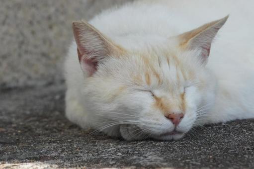 ねこ ねこの写真