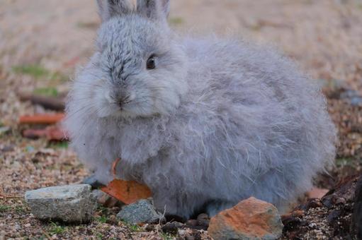 ふわふわのウサギの赤ちゃん ふわふわのウサギの赤ちゃん ウサギ,うさぎ,兎の写真素材