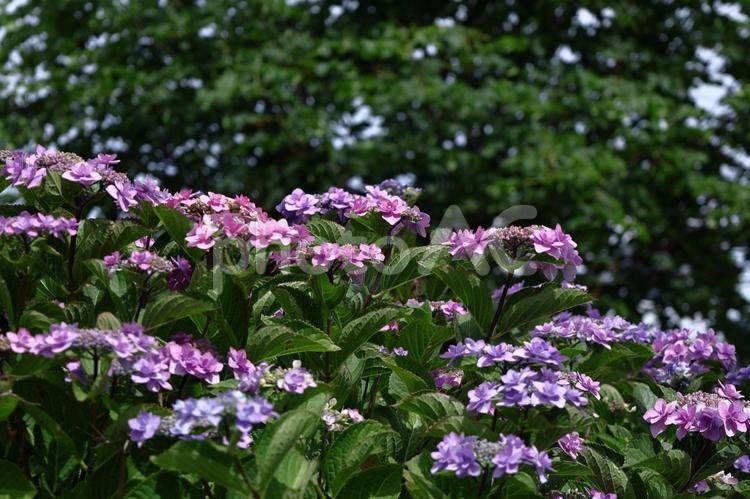 雨に濡れて咲く あじさい,花,アジサイ科の植物の写真素材