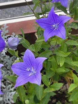 キキョウの花 キキョウ,桔梗,秋の花の写真素材
