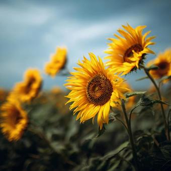 Sunflowers swaying in the wind: a serene scene on a summer day, sunflower, sunflower, flower, JPG
