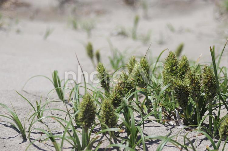 砂浜に生えているコウボウムギ 砂浜,植物,コウボウムギの写真素材