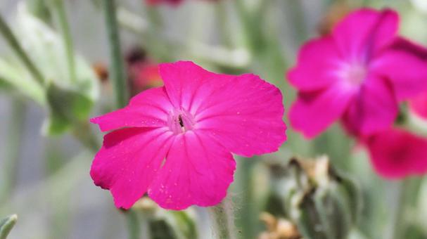 スイセンノウの美しい小さな花 スイセンノウの美しい小さな花の写真