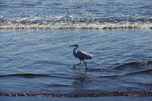 白鷺・海辺の散歩 白鷺・海辺の散歩の写真