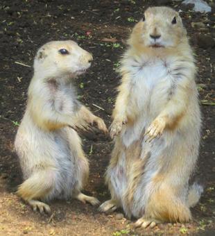 Prairie Dog, JPG Prairie Dog, JPG