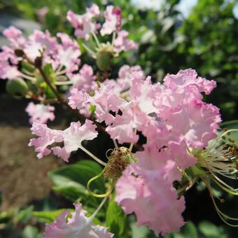 サルスベリ サルスベリ サルスベリ,花,花びらの写真素材