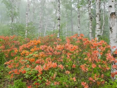 Misty birch and rhododendron, JPG Misty birch and rhododendron, JPG