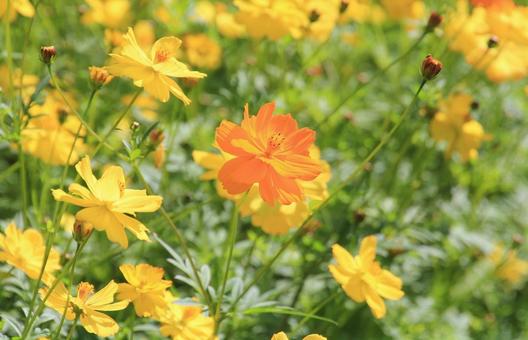 秋の陽光に映えるキバナコスモスの花 秋の陽光に映えるキバナコスモスの花 コスモス,キバナコスモス,黄色の写真素材