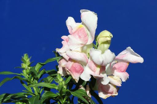 金魚草 植物,草花,花びらの写真素材