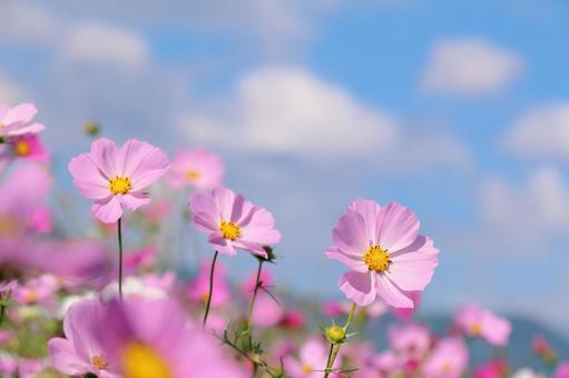 Cosmos flowers, JPG