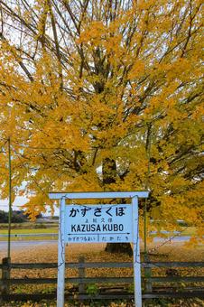 銀杏 銀杏,紅葉,秋の写真素材