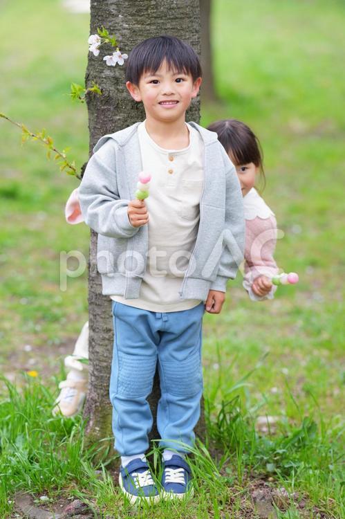 桜の前で三色団子を持って立つ兄妹 男の子,女の子,兄妹の写真素材
