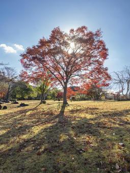 陽光映す紅葉 紅葉,秋,もみじの写真素材