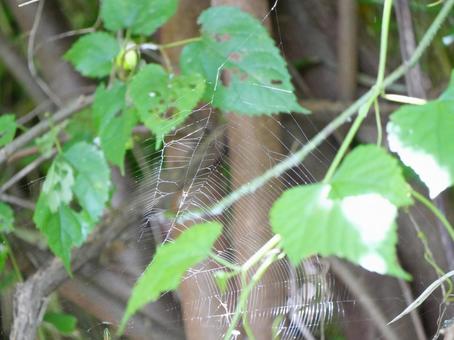 Spider web, JPG Spider web, JPG