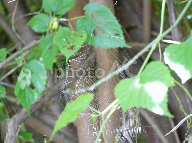 クモの巣 くも,クモ,クモの巣の写真素材