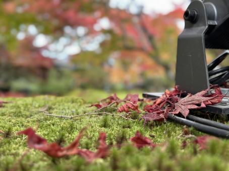 Photo, autumn leaves, plant, grass, 