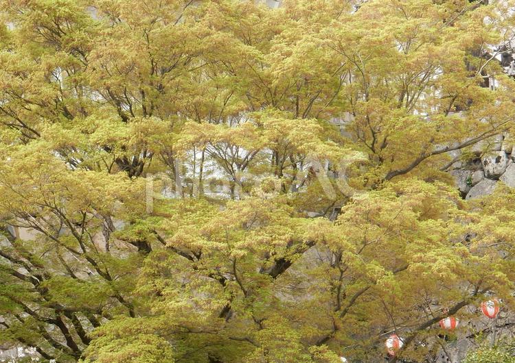 【植物写真】新緑のモミジ 自然,景色,風景の写真素材