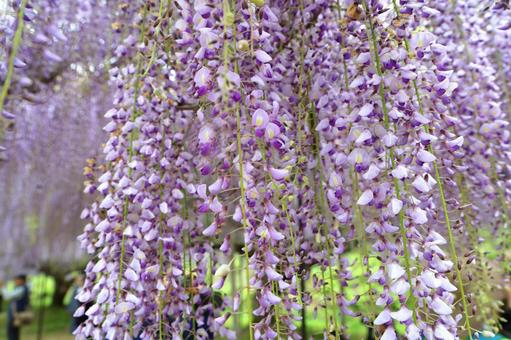 藤の花 藤の花の写真