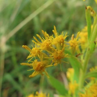 セイタカアワダチソウ(背高泡立草) セイタカアワダチソウ(背高泡立草) セイタカアワダチソウ,背高泡立草,花の写真素材