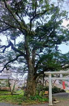 大沢 山神社のタブノキの群生 大沢 山神社のタブノキの群生の写真