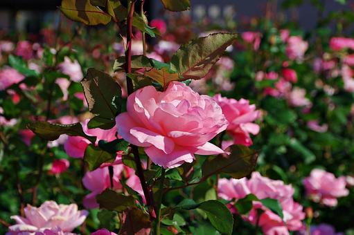 11月のバラ バラ,薔薇,ピンクの写真素材
