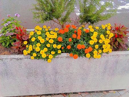 鮮やかな花とコンクリートのプランター 花,花壇,色鮮やかの写真素材
