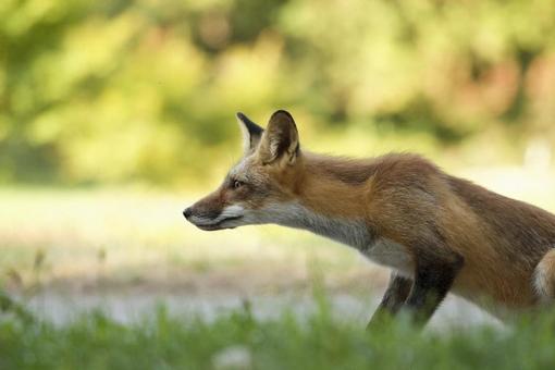 獲物を狙うキツネ 獲物を狙うキツネの写真