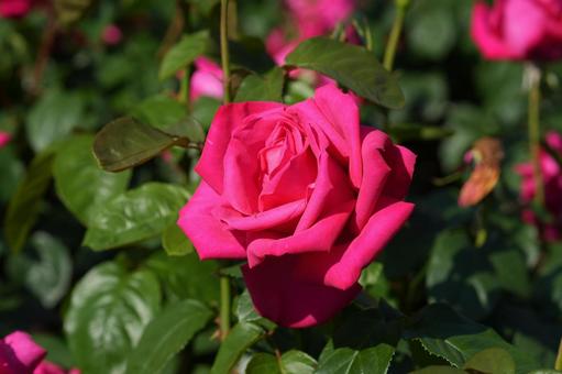 Photo, rose, pink, maria callas, 
