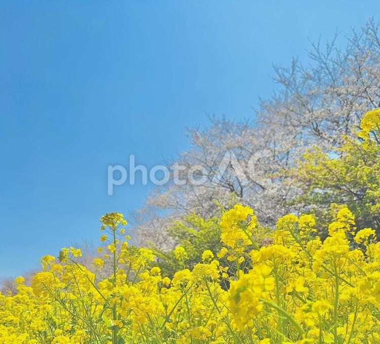 青空の下の桜と菜の花 風景,自然,景色の写真素材
