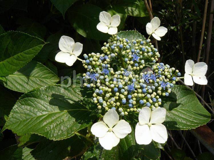 ガクアジサイ 紫陽花,アジサイ,ガクアジサイの写真素材