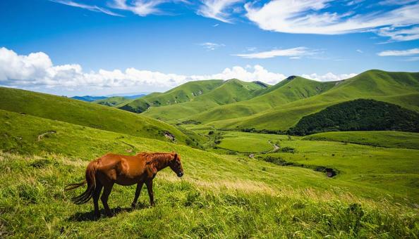 青空の下、のんびりと草を食んでいる馬 青空の下、のんびりと草を食んでいる馬の写真