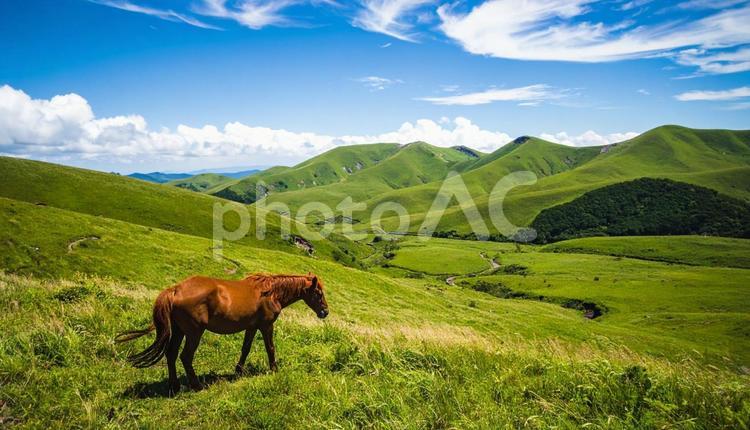 青空の下、のんびりと草を食んでいる馬 馬,夏,草原の写真素材