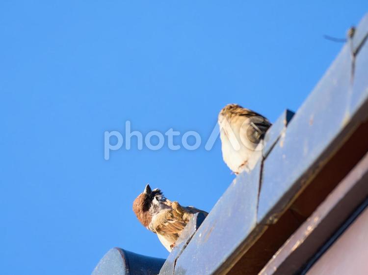 青空瓦屋根羽根の手入れをする雀たち 雀,スズメ,鳥の写真素材