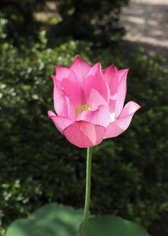 法金剛院 蓮の花 大島光蓮 法金剛院 蓮の花 大島光蓮 蓮の花,大島光蓮,蓮の写真素材