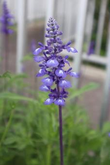 来路花 ブルーサルビア,花,フラワーの写真素材