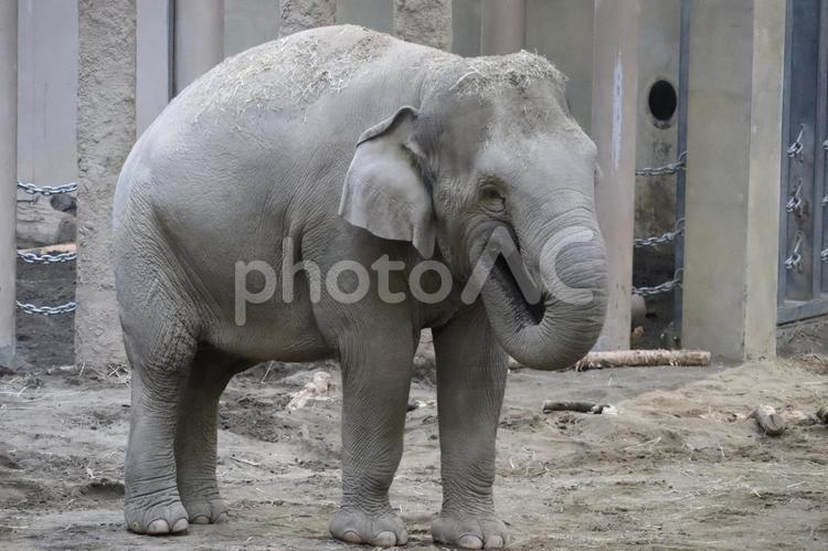 アジアゾウ 象,動物,哺乳類の写真素材