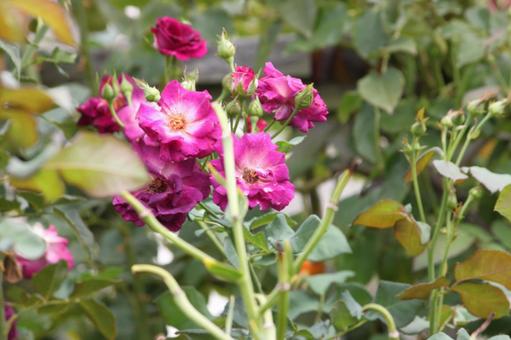 八重薔薇 バラ,薔薇,花の写真素材