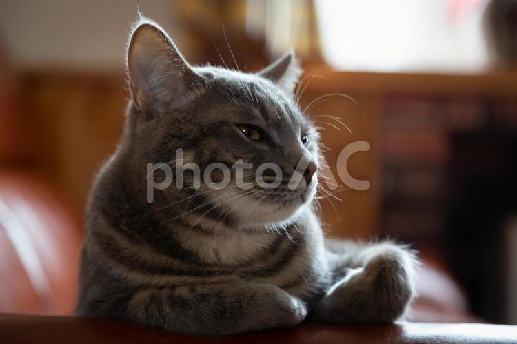 ソファーでくつろぐ子猫 ねこ,キャット,動物の写真素材