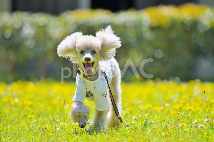 外で遊ぶ犬　犬の笑顔 犬,dog,トイプードルの写真素材