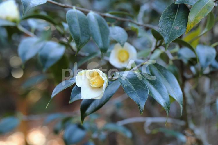 茶席に欠かせない花(侘助椿)part2 1月,冬の庭,常緑樹の写真素材